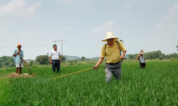 预计2013年水稻病虫害将呈偏重发生