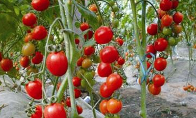 番茄栽培过程中的 浇水技术